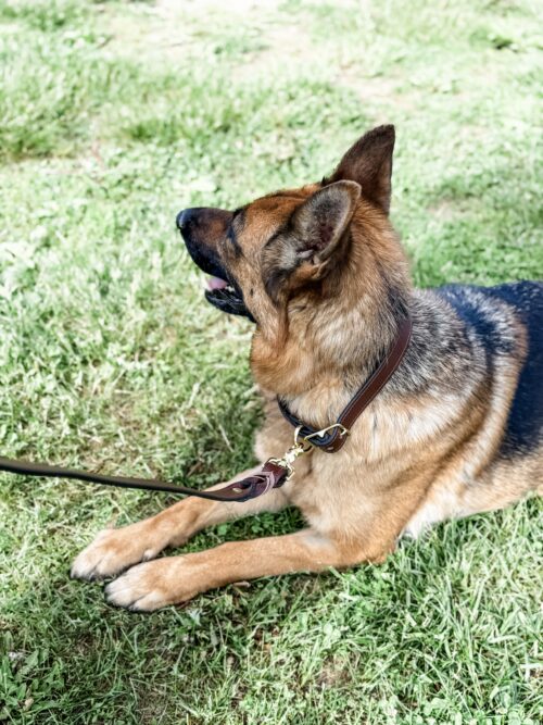 Brown Leather Leash & Collar Set - Image 2