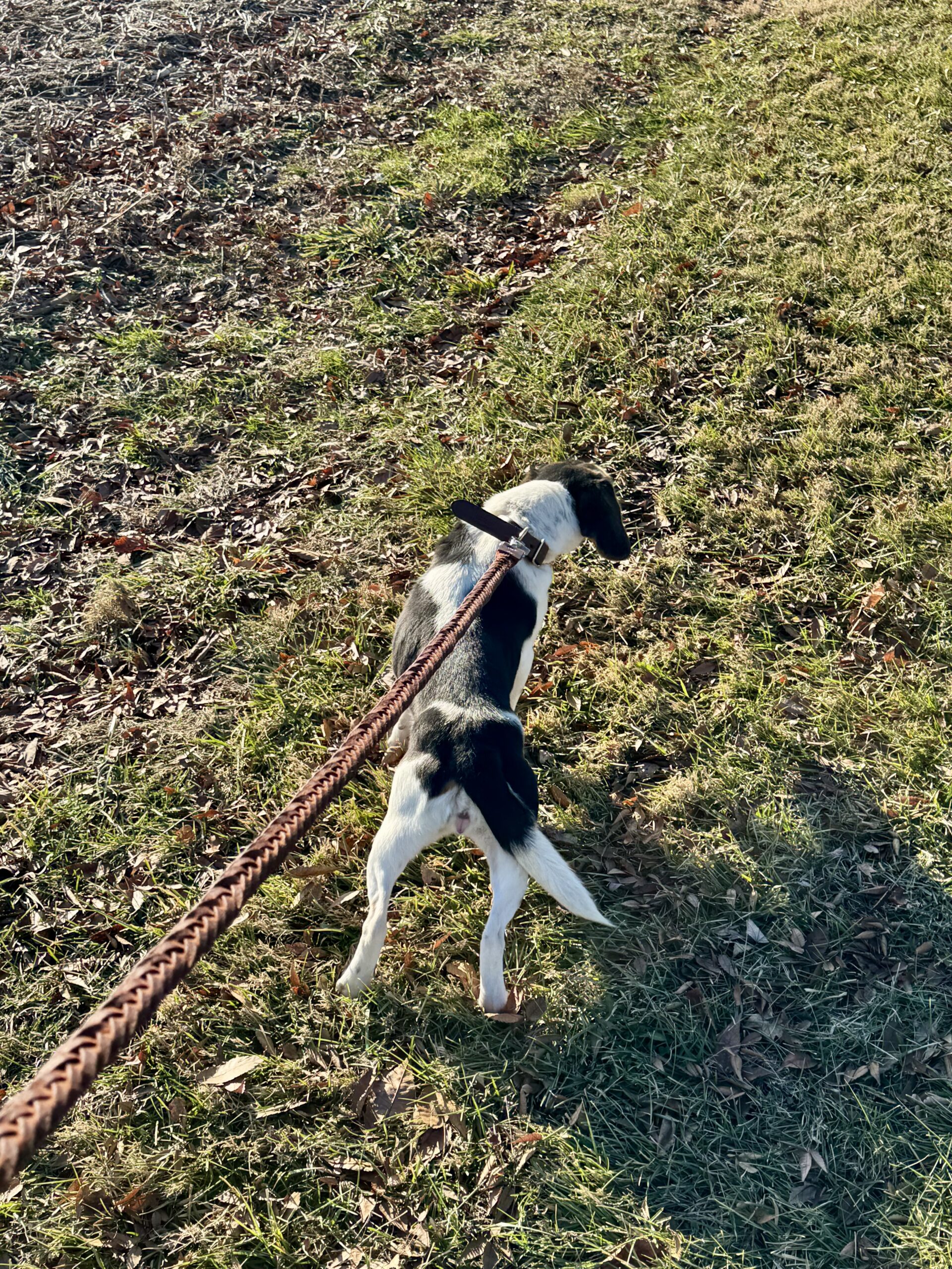 Braided Leather Dog Leash - Image 2
