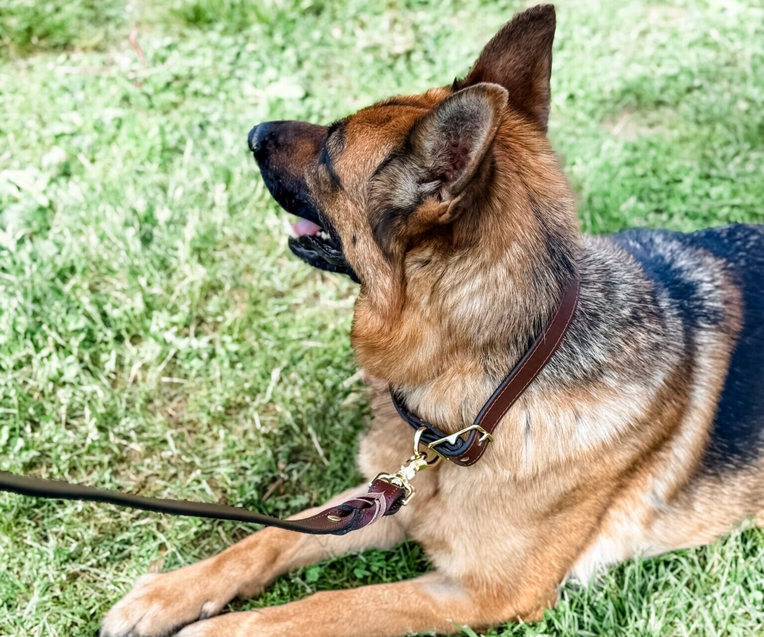 Dog wearing brown leather collar with matching leather leash
