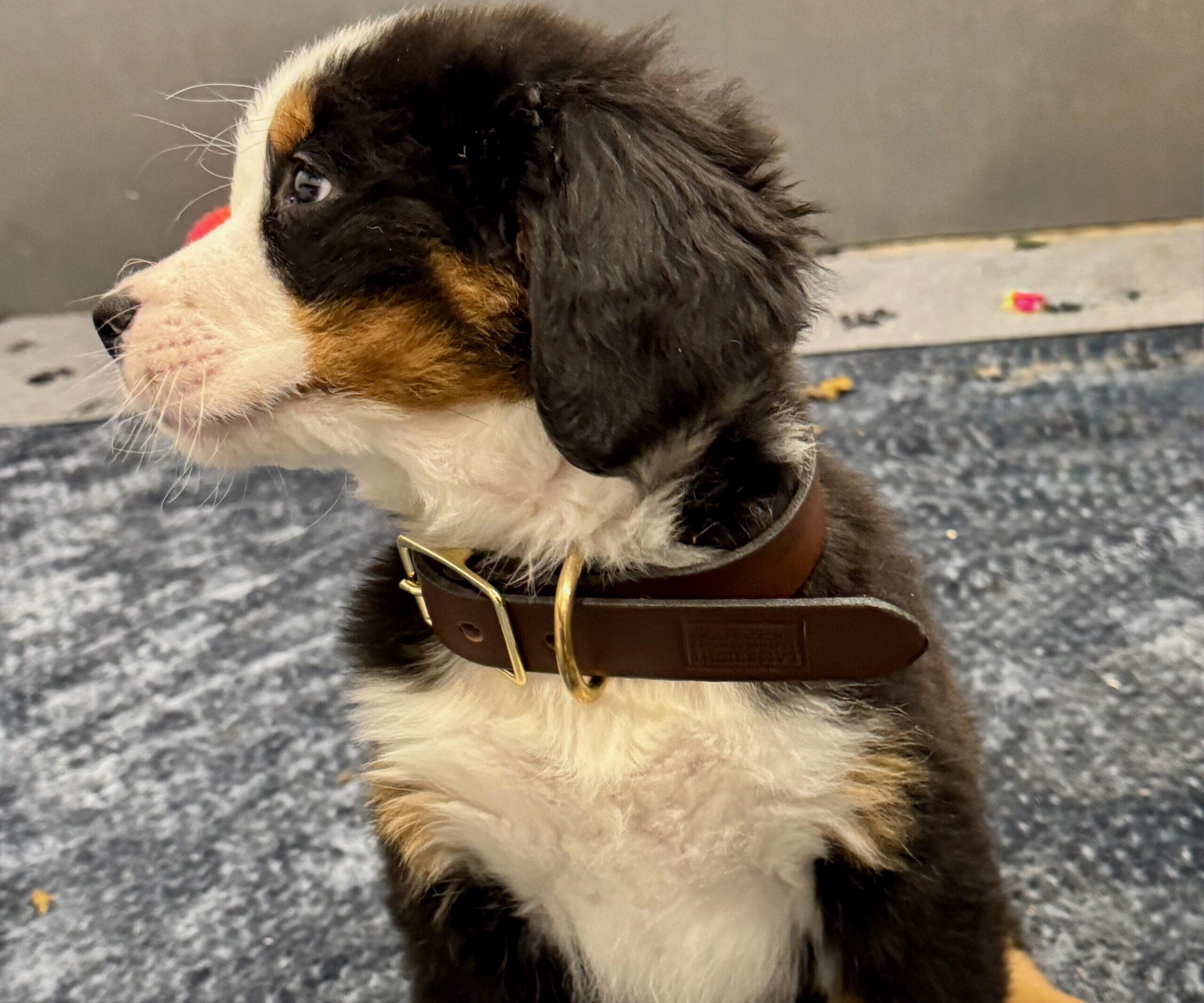 Dog wearing brown leather collar